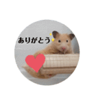 あんずのラフなスタンプ（個別スタンプ：4）
