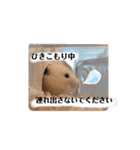 あんずのラフなスタンプ（個別スタンプ：6）