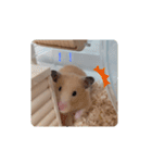 あんずのラフなスタンプ（個別スタンプ：11）