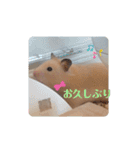 あんずのラフなスタンプ（個別スタンプ：12）