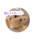 あんずのラフなスタンプ（個別スタンプ：15）