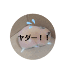 あんずのラフなスタンプ（個別スタンプ：17）