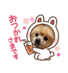 ポメラニアン秋田美人らんちゃん（個別スタンプ：12）