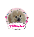 ポメラニアン秋田美人らんちゃん（個別スタンプ：14）