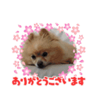 ポメラニアン秋田美人らんちゃん（個別スタンプ：21）