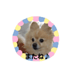ポメラニアン秋田美人らんちゃん（個別スタンプ：27）