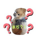 ポメラニアン秋田美人らんちゃん（個別スタンプ：28）