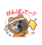 ポメラニアン秋田美人らんちゃん（個別スタンプ：29）