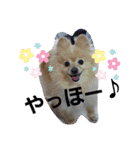ポメラニアン秋田美人らんちゃん（個別スタンプ：33）