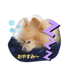 ポメラニアン秋田美人らんちゃん（個別スタンプ：36）
