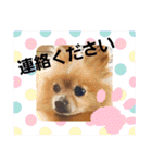 ポメラニアン秋田美人らんちゃん（個別スタンプ：40）
