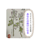 母へ送る花言葉（個別スタンプ：1）