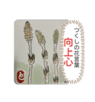 母へ送る花言葉（個別スタンプ：2）