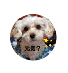 マルプー秋田美人ここちゃん（個別スタンプ：3）