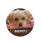 マルプー秋田美人ここちゃん（個別スタンプ：4）