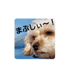 マルプー秋田美人ここちゃん（個別スタンプ：7）