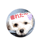 マルプー秋田美人ここちゃん（個別スタンプ：8）