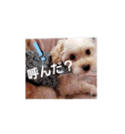 マルプー秋田美人ここちゃん（個別スタンプ：11）
