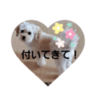 マルプー秋田美人ここちゃん（個別スタンプ：13）