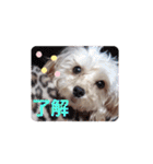 マルプー秋田美人ここちゃん（個別スタンプ：14）