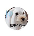 マルプー秋田美人ここちゃん（個別スタンプ：16）