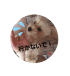 マルプー秋田美人ここちゃん（個別スタンプ：17）