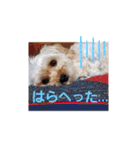 マルプー秋田美人ここちゃん（個別スタンプ：20）