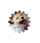 マルプー秋田美人ここちゃん（個別スタンプ：21）