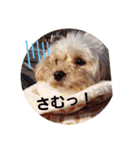 マルプー秋田美人ここちゃん（個別スタンプ：23）