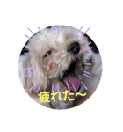 マルプー秋田美人ここちゃん（個別スタンプ：24）