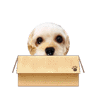 マルプー秋田美人ここちゃん（個別スタンプ：27）