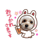 マルプー秋田美人ここちゃん（個別スタンプ：28）