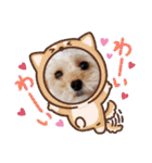 マルプー秋田美人ここちゃん（個別スタンプ：31）