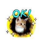 保護にゃん（個別スタンプ：1）