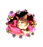 保護にゃん（個別スタンプ：6）