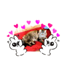 保護にゃん（個別スタンプ：13）