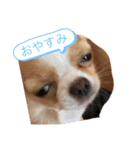 イッヌ〜（個別スタンプ：3）