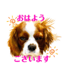 ちょっと大きめキャバリア犬のメイ（個別スタンプ：1）