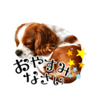 ちょっと大きめキャバリア犬のメイ（個別スタンプ：2）