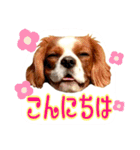 ちょっと大きめキャバリア犬のメイ（個別スタンプ：3）
