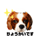 ちょっと大きめキャバリア犬のメイ（個別スタンプ：4）