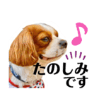 ちょっと大きめキャバリア犬のメイ（個別スタンプ：5）