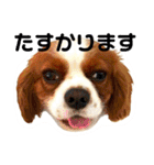 ちょっと大きめキャバリア犬のメイ（個別スタンプ：6）
