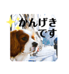 ちょっと大きめキャバリア犬のメイ（個別スタンプ：7）