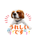 ちょっと大きめキャバリア犬のメイ（個別スタンプ：8）