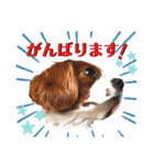 ちょっと大きめキャバリア犬のメイ（個別スタンプ：9）
