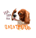ちょっと大きめキャバリア犬のメイ（個別スタンプ：10）