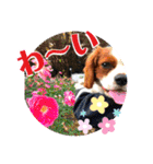 ちょっと大きめキャバリア犬のメイ（個別スタンプ：13）
