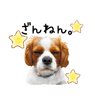 ちょっと大きめキャバリア犬のメイ（個別スタンプ：14）