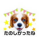ちょっと大きめキャバリア犬のメイ（個別スタンプ：15）